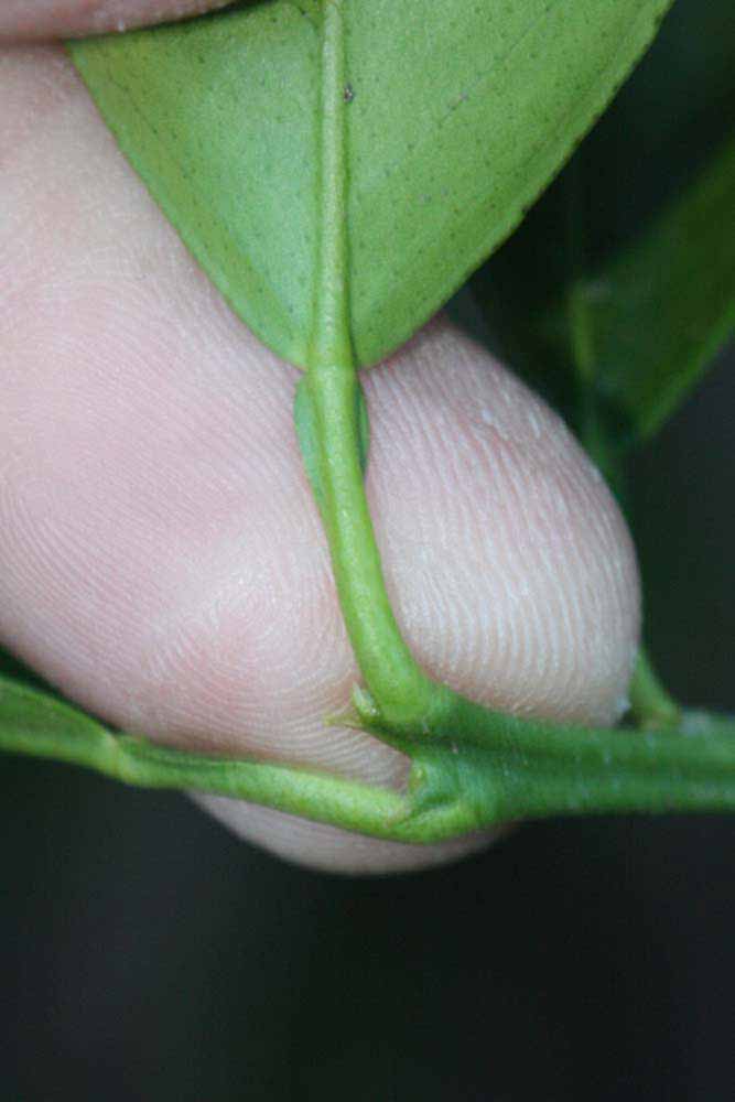              Petiole (Riverside, CA)       